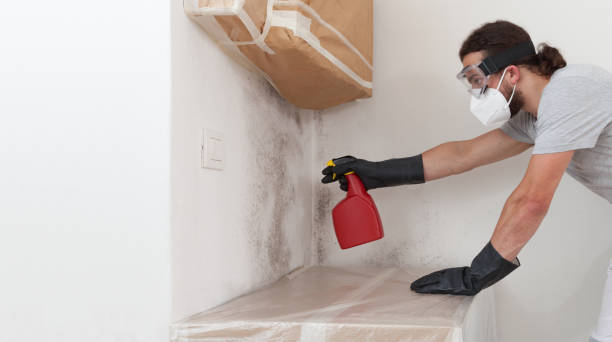 Professional Basement Mold Remediation technician working in Luke, MD