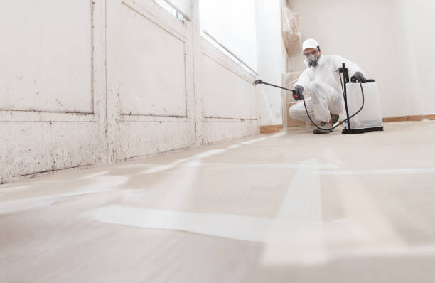 24/7 Emergency Basement Mold Remediation experts in Luke, MD