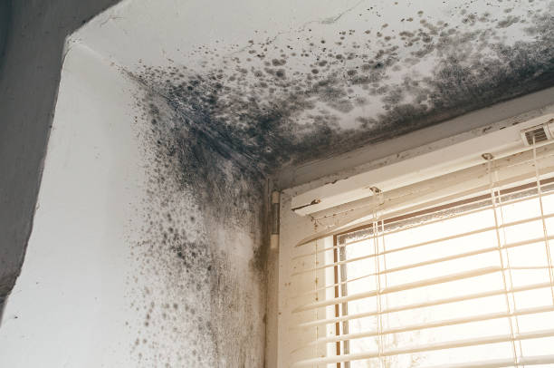 Affordable Basement Mold Remediation solutions in Luke, MD