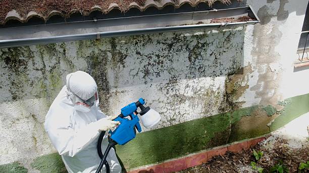Top rated local Basement Mold Remediation specialists in Luke, MD